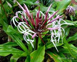 Crinum asiaticum flower13.jpg